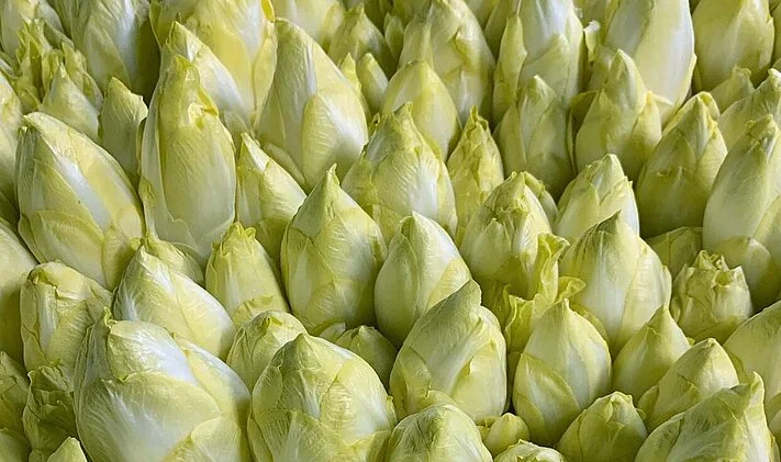 ce pe crc 200 chicory overview