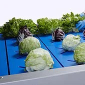 ce pe multicorer 4b 2b decoring cutting salad cabbage simultaneous highlights