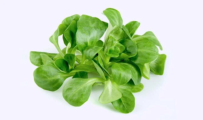 de bds 3000 800 food processing technology baby leaf overview