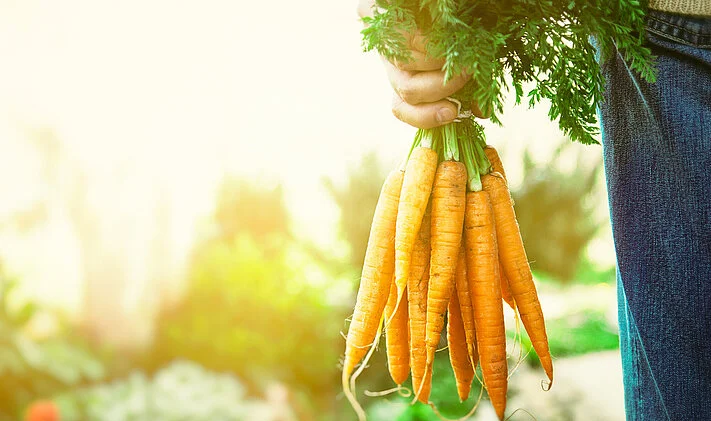pl potatoes 1200 carrot