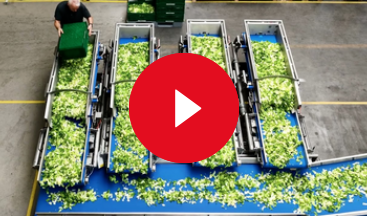 video automatic weighing belt 2