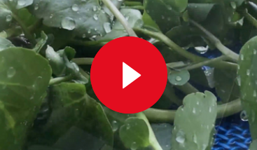 video gewa xl 2