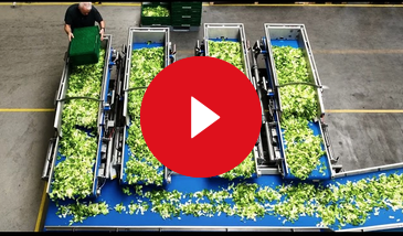 video pl lettuce leafy veg 1