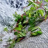 we gewa af xl salad vegetables water sliding baby leaf highlights