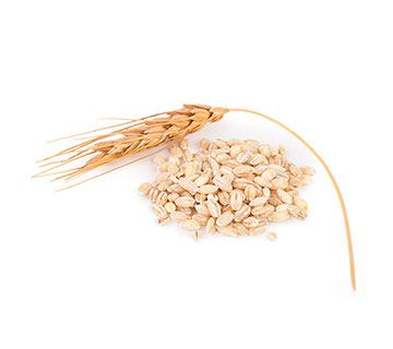 ca whole barley