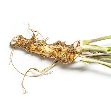 ca whole horseradish root