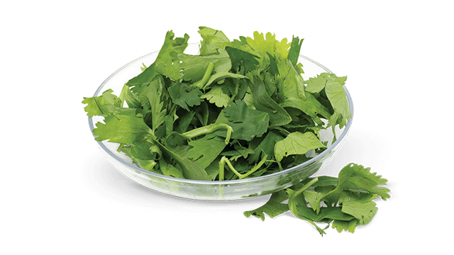 cilantro slices etranslicer