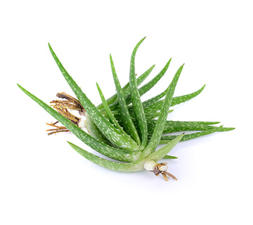 ca whole aloe vera