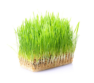 ca whole wheat grass