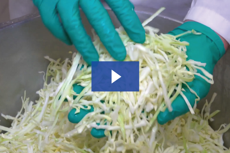 test cut e translicer cabbage cover image