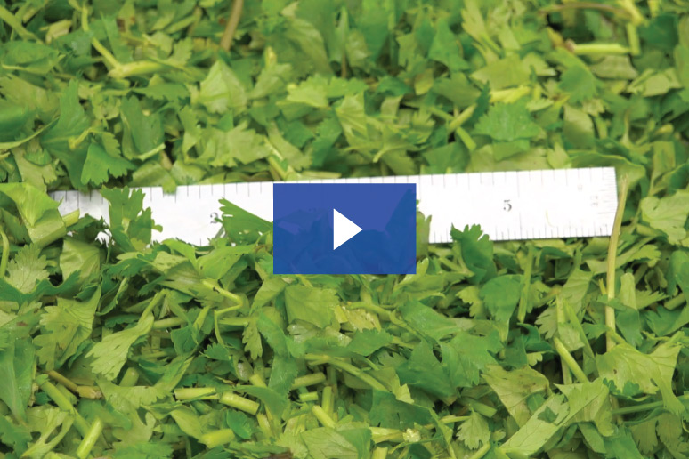 etrs cilantro chop