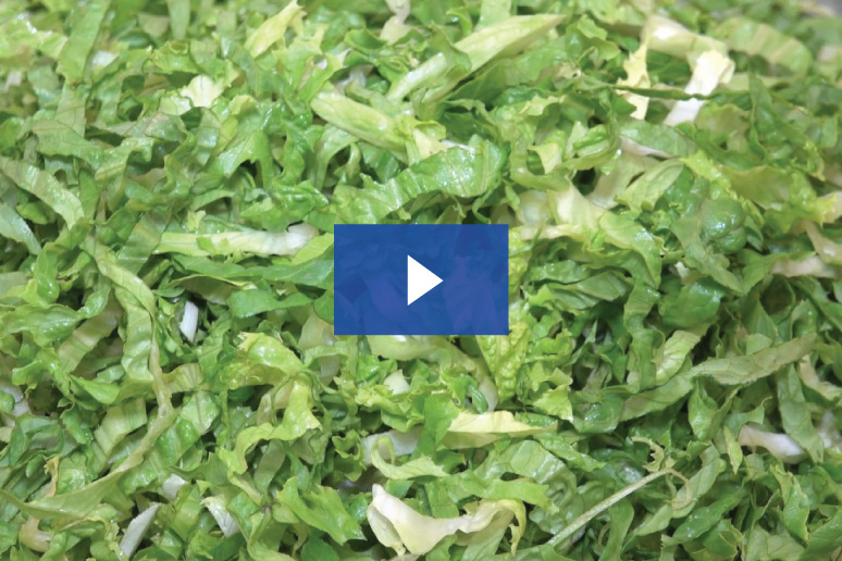 etrs romaine lettuce shred